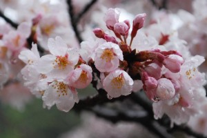 20150402雨の日も杜の遊歩道　桜編　ソメイヨシノ (2)